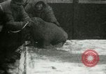 Image bébé morse Saint Lawrence Island Alaska USA, 1915, de la seconde 36 séquences d'archives historiques vidéo 65675020845