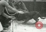 Image bébé morse Saint Lawrence Island Alaska USA, 1915, de la seconde 37 séquences d'archives historiques vidéo 65675020845