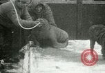Image bébé morse Saint Lawrence Island Alaska USA, 1915, de la seconde 38 séquences d'archives historiques vidéo 65675020845
