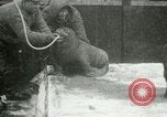 Image bébé morse Saint Lawrence Island Alaska USA, 1915, de la seconde 39 séquences d'archives historiques vidéo 65675020845