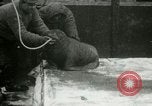 Image bébé morse Saint Lawrence Island Alaska USA, 1915, de la seconde 41 séquences d'archives historiques vidéo 65675020845