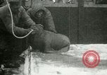 Image bébé morse Saint Lawrence Island Alaska USA, 1915, de la seconde 43 séquences d'archives historiques vidéo 65675020845