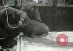 Image bébé morse Saint Lawrence Island Alaska USA, 1915, de la seconde 44 séquences d'archives historiques vidéo 65675020845