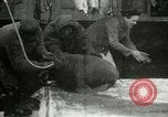 Image bébé morse Saint Lawrence Island Alaska USA, 1915, de la seconde 46 séquences d'archives historiques vidéo 65675020845