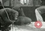 Image bébé morse Saint Lawrence Island Alaska USA, 1915, de la seconde 47 séquences d'archives historiques vidéo 65675020845