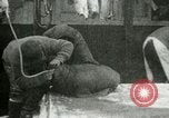 Image bébé morse Saint Lawrence Island Alaska USA, 1915, de la seconde 48 séquences d'archives historiques vidéo 65675020845