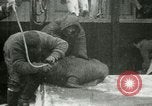 Image bébé morse Saint Lawrence Island Alaska USA, 1915, de la seconde 49 séquences d'archives historiques vidéo 65675020845
