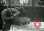 Image bébé morse Saint Lawrence Island Alaska USA, 1915, de la seconde 50 séquences d'archives historiques vidéo 65675020845