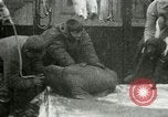 Image bébé morse Saint Lawrence Island Alaska USA, 1915, de la seconde 52 séquences d'archives historiques vidéo 65675020845