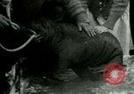 Image bébé morse Saint Lawrence Island Alaska USA, 1915, de la seconde 53 séquences d'archives historiques vidéo 65675020845