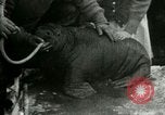 Image bébé morse Saint Lawrence Island Alaska USA, 1915, de la seconde 54 séquences d'archives historiques vidéo 65675020845