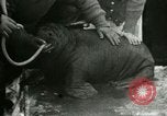 Image bébé morse Saint Lawrence Island Alaska USA, 1915, de la seconde 55 séquences d'archives historiques vidéo 65675020845