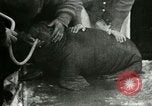 Image bébé morse Saint Lawrence Island Alaska USA, 1915, de la seconde 60 séquences d'archives historiques vidéo 65675020845