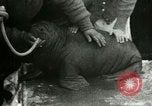 Image bébé morse Saint Lawrence Island Alaska USA, 1915, de la seconde 62 séquences d'archives historiques vidéo 65675020845