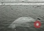 Standbild Walfang Alaska USA, 1915, aus Sekunde 54 historischem Filmmaterial Videoclip 65675020848