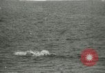 Standbild Polar Bear Jagd Herschel Island Arktischen Ozean, 1915, aus Sekunde 59 historischem Filmmaterial Videoclip 65675020856