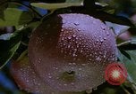Image of Farm machinery United States USA, 1958, second 9 stock footage video 65675020867
