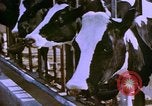Image of Milk production United States USA, 1958, second 1 stock footage video 65675020868