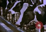 Image of Milk production United States USA, 1958, second 3 stock footage video 65675020868