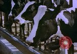 Image of Milk production United States USA, 1958, second 4 stock footage video 65675020868