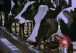 Image of Milk production United States USA, 1958, second 5 stock footage video 65675020868