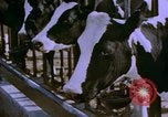 Image of Milk production United States USA, 1958, second 6 stock footage video 65675020868