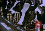 Image of Milk production United States USA, 1958, second 7 stock footage video 65675020868