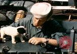 Immagine di Puppy in salvagente Regno Unito, 1944, secondo 4 filmato di repertorio 65675020899