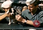 Immagine di Puppy in salvagente Regno Unito, 1944, secondo 10 filmato di repertorio 65675020899