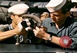 Immagine di Puppy in salvagente Regno Unito, 1944, secondo 11 filmato di repertorio 65675020899