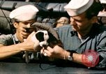 Immagine di Puppy in salvagente Regno Unito, 1944, secondo 12 filmato di repertorio 65675020899