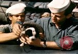 Immagine di Puppy in salvagente Regno Unito, 1944, secondo 13 filmato di repertorio 65675020899