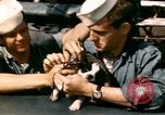 Immagine di Puppy in salvagente Regno Unito, 1944, secondo 15 filmato di repertorio 65675020899