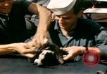 Immagine di Puppy in salvagente Regno Unito, 1944, secondo 16 filmato di repertorio 65675020899