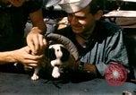 Immagine di Puppy in salvagente Regno Unito, 1944, secondo 17 filmato di repertorio 65675020899