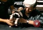 Immagine di Puppy in salvagente Regno Unito, 1944, secondo 18 filmato di repertorio 65675020899
