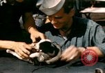 Immagine di Puppy in salvagente Regno Unito, 1944, secondo 19 filmato di repertorio 65675020899