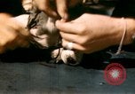 Immagine di Puppy in salvagente Regno Unito, 1944, secondo 21 filmato di repertorio 65675020899