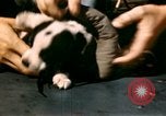 Immagine di Puppy in salvagente Regno Unito, 1944, secondo 23 filmato di repertorio 65675020899