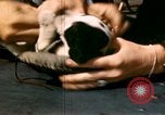 Immagine di Puppy in salvagente Regno Unito, 1944, secondo 24 filmato di repertorio 65675020899