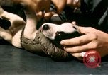 Immagine di Puppy in salvagente Regno Unito, 1944, secondo 29 filmato di repertorio 65675020899