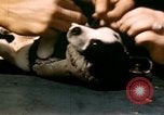 Immagine di Puppy in salvagente Regno Unito, 1944, secondo 30 filmato di repertorio 65675020899