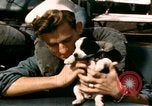 Immagine di Puppy in salvagente Regno Unito, 1944, secondo 34 filmato di repertorio 65675020899