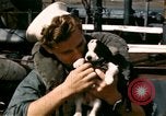 Immagine di Puppy in salvagente Regno Unito, 1944, secondo 36 filmato di repertorio 65675020899