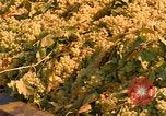 Standbild Trauben California United States USA, 1967, aus Sekunde 9 historischem Filmmaterial Videoclip 65675020972