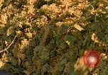 Standbild Trauben California United States USA, 1967, aus Sekunde 13 historischem Filmmaterial Videoclip 65675020972