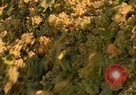 Standbild Trauben California United States USA, 1967, aus Sekunde 15 historischem Filmmaterial Videoclip 65675020972
