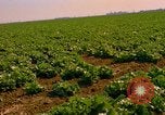 Standbild Weißkohl California United States USA, 1967, aus Sekunde 3 historischem Filmmaterial Videoclip 65675020974