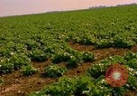 Standbild Weißkohl California United States USA, 1967, aus Sekunde 16 historischem Filmmaterial Videoclip 65675020974