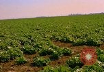 Standbild Weißkohl California United States USA, 1967, aus Sekunde 17 historischem Filmmaterial Videoclip 65675020974